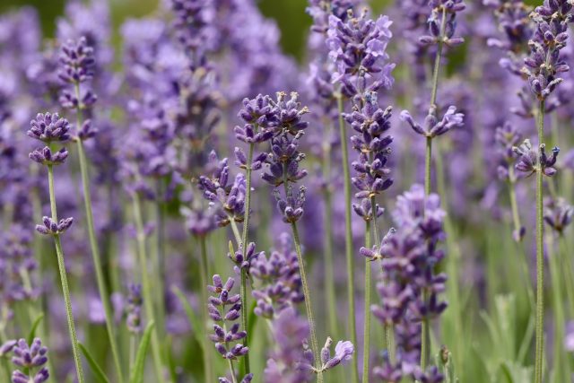 Levandule lékařská | foto: Pixabay,  Licence Pixabay