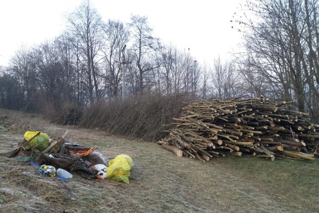 Část vytěženého dřeva se použije na topení a část využijí děti v lesní školce v nedaleké Lomničce | foto: Ludmila Opltová,  Český rozhlas