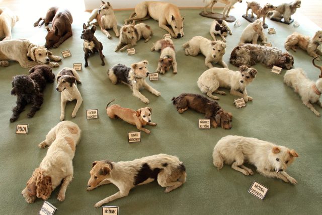 Sbírka vycpaných psů na hradě Bítov,  která je považována za největší na světě | foto: Profimedia