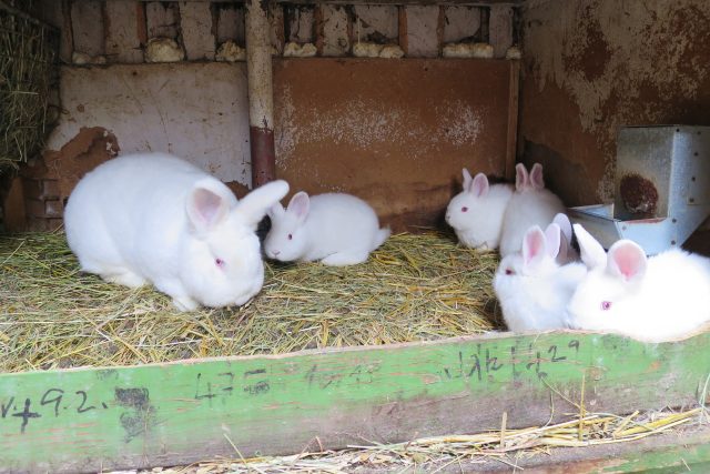 Duben je v králíkárně ve znamení mláďat | foto: Jitka Slezáková,  Český rozhlas