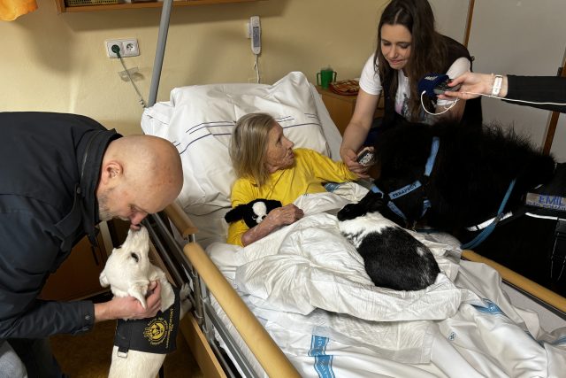 Koník Emil splnil přání klientů z Domova pro seniory Nopova | foto: Ondřej Schneider,  Český rozhlas