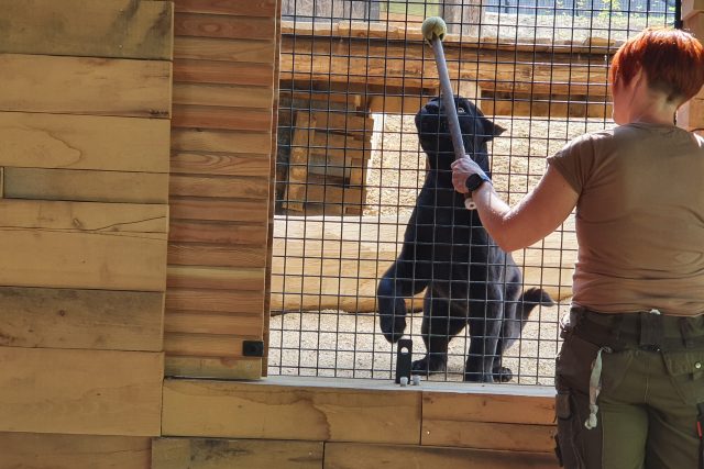 Zoo Zlín - expozice Jaguar Trek,  samec Danny | foto: Roman Verner,  Český rozhlas