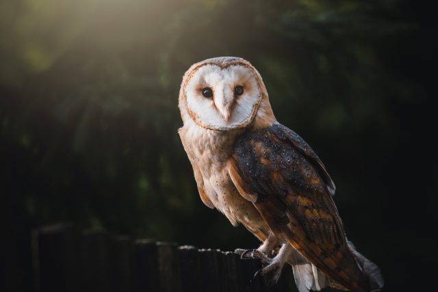 Sova pálená | foto: Shutterstock