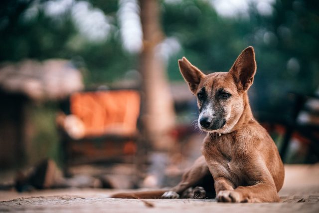 Za psa bez čipu bude od roku 2020 hrozit majiteli ve správním řízení pokuta až 20 tisíc korun | foto: Pixabay