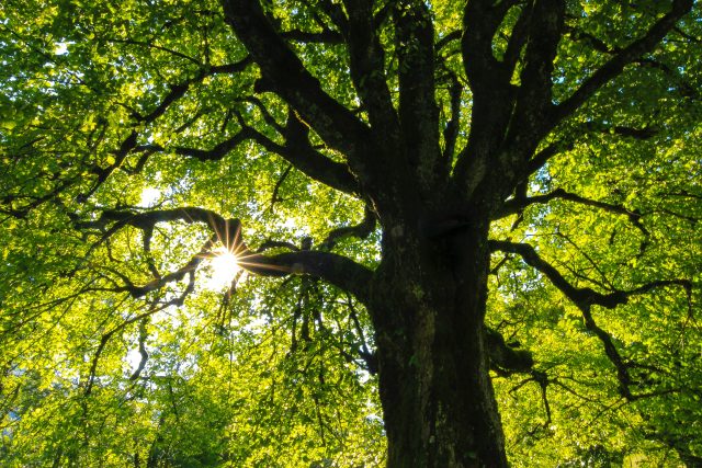 Starší stromy jsou ideální prostředí pro rozvoj biodiverzity  (ilustrační snímek) | foto: Unsplash,  Licence Unsplash