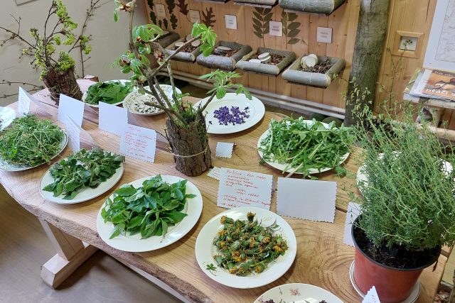 Výstavka jedlých rostlin v Expozici dřevin v Pelhřimově | foto: Irena Šarounová,  Český rozhlas