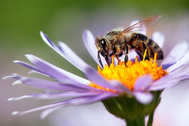 Bez včel by spousta zvířat vyhynula | foto: Shutterstock