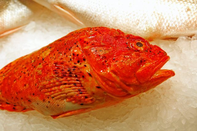 Okouník mořský je podle Marka Jírovce jedna z nejchutnějších ryb vůbec | foto: Profimedia