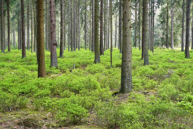 Borový les  (ilustrační foto) | foto: Pixabay